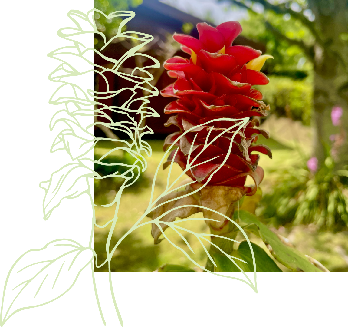 Ilustração botânica da flor de curubá - elemento gráfico da identidade da Quinta dos Curubas Cottages